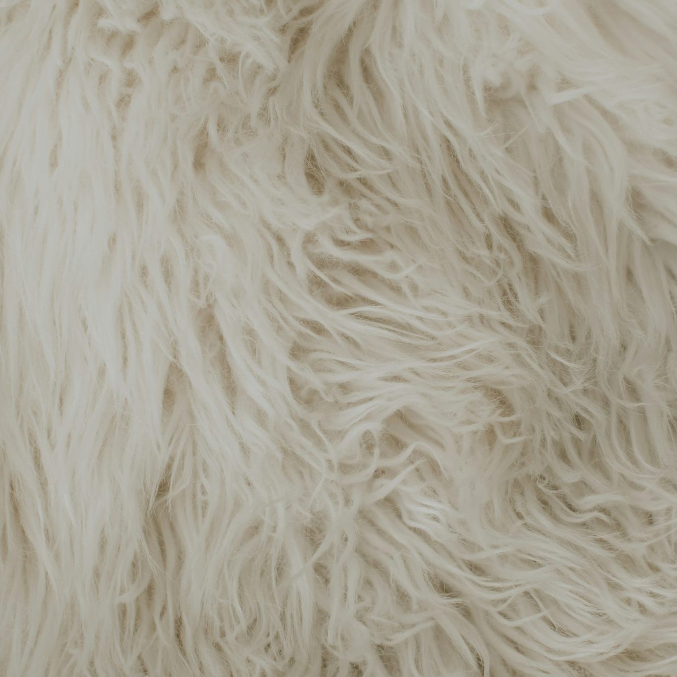 Alpaka Superfine Felltextur Flauschige, helle, weiße Alpaka Superfine Felltextur mit langen, gewellten Fasern.