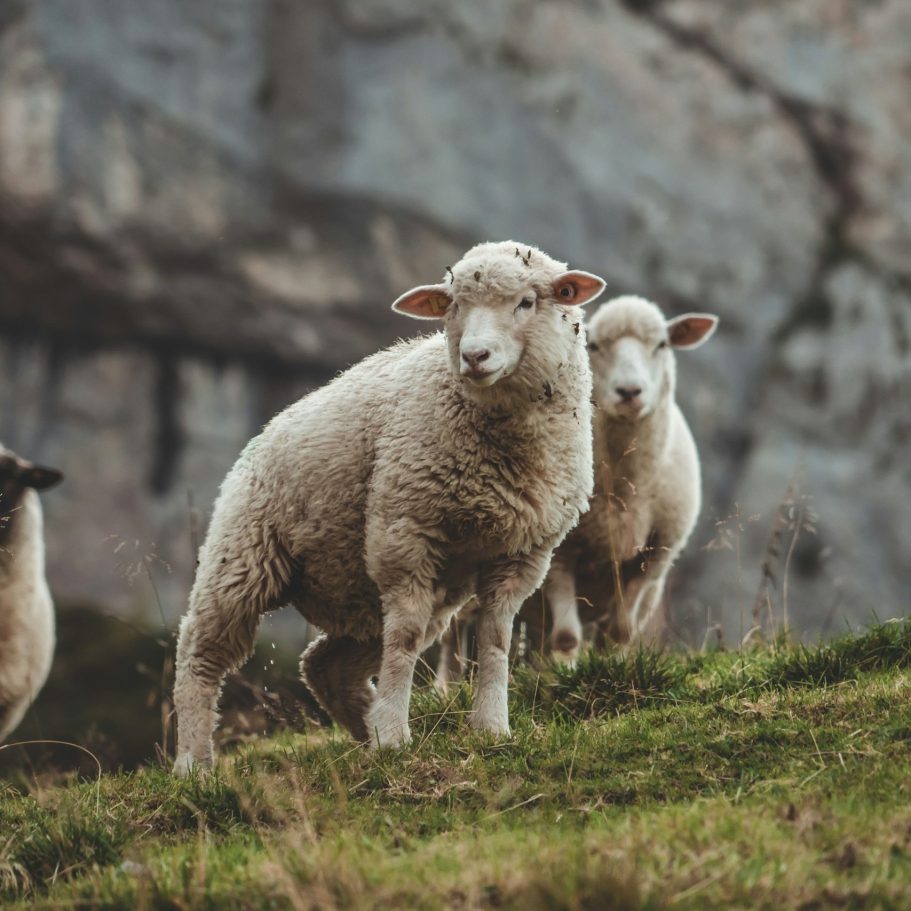 Merinoschafe - Alpaka oder Merino – Die wichtigsten Unterschiede Eine Gruppe von Merino-Schafen steht auf einer Wiese vor einer Felswand.