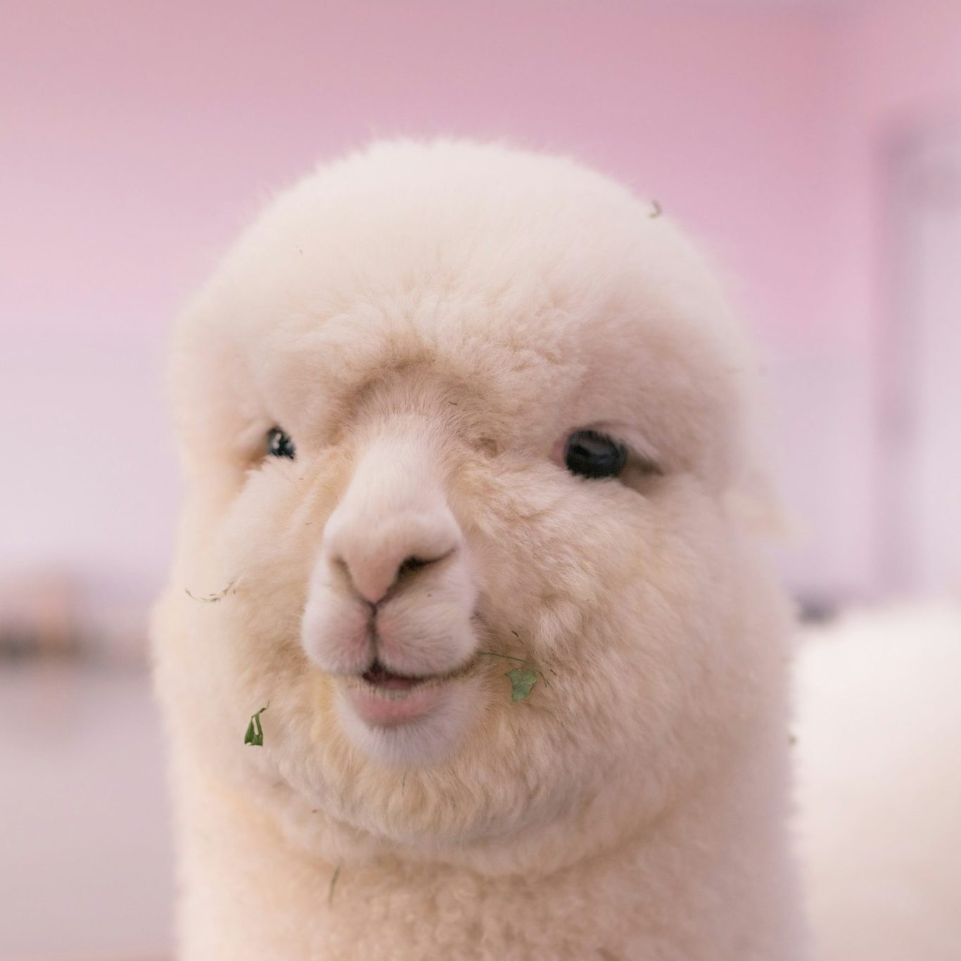 Ein flauschiges, weißes Alpaka mit einem freundlichen Gesichtsausdruck.