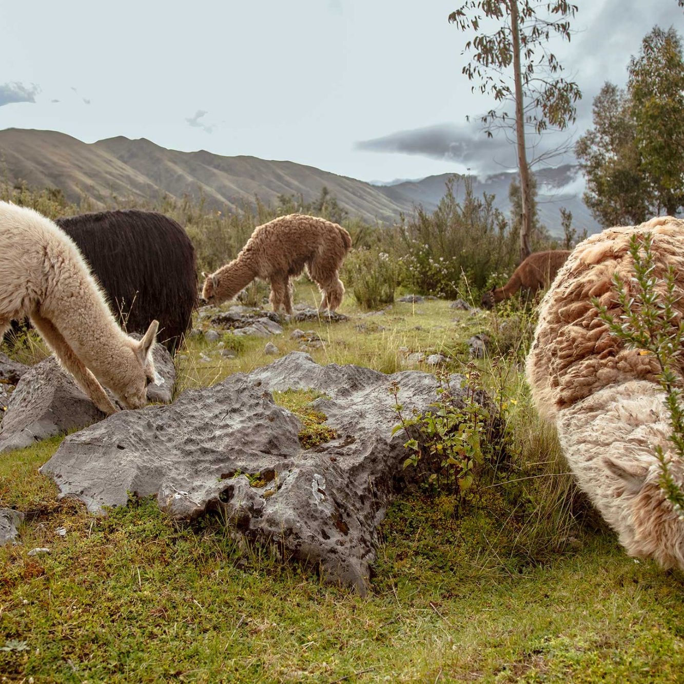 Alpakas in der Natur - Was ist Baby-Alpakawolle? Alpakas fressen Gras in einer bergigen Landschaft mit bewaldeten Bereichen.