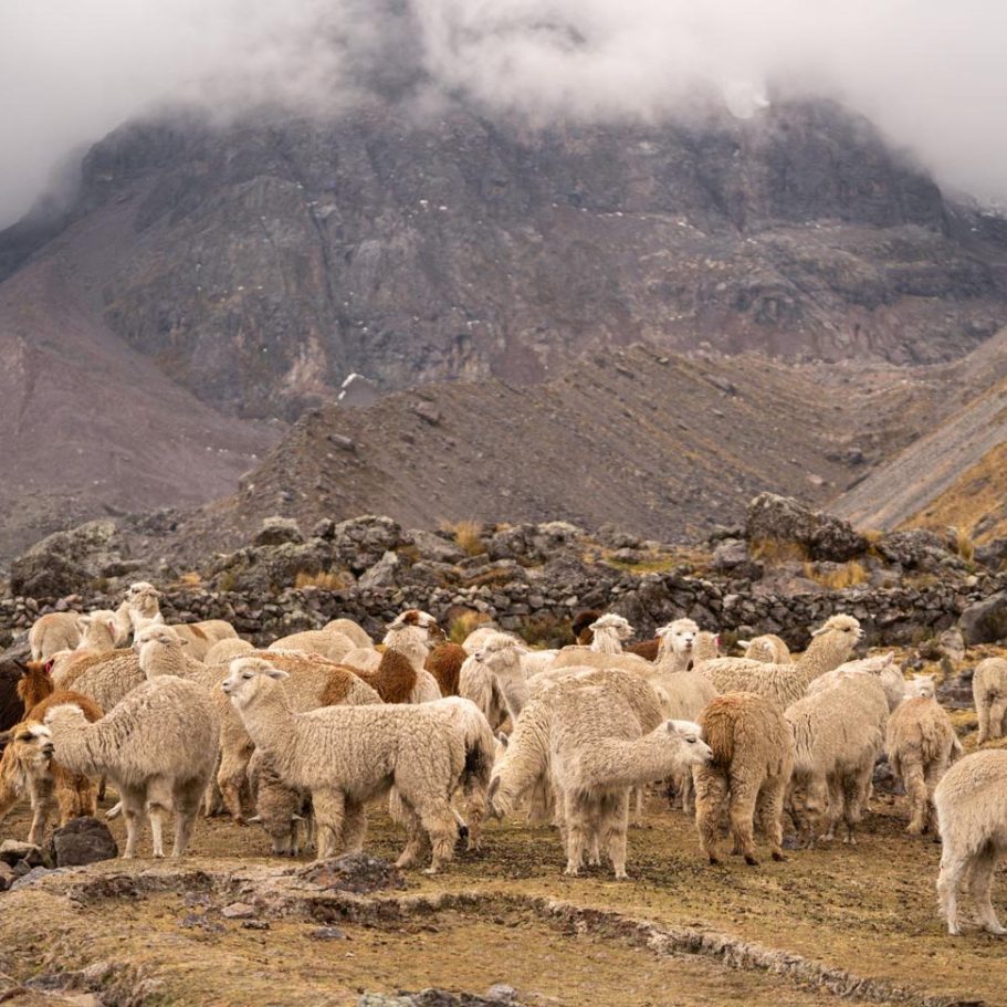 Alpakas in der Natur - Was ist Baby-Alpakawolle? Eine Gruppe von Alpakas grast in einer gebirgigen Landschaft unter bewölktem Himmel.