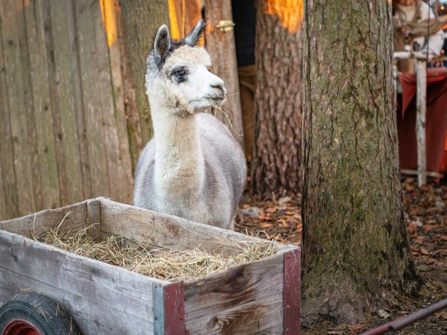 Alpaka Garten - Alpaka Wanderungen am Ammersee Ein Alpaka steht neben einem Holzwagen mit Heu, umgeben von Bäumen und Holzstrukturen.