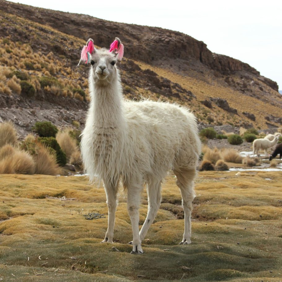 Alpaka - Die Geschichte der Alpakawolle Weißes Alpaka mit pinken Ohren steht in einer trockenen, grasbewachsenen Landschaft.
