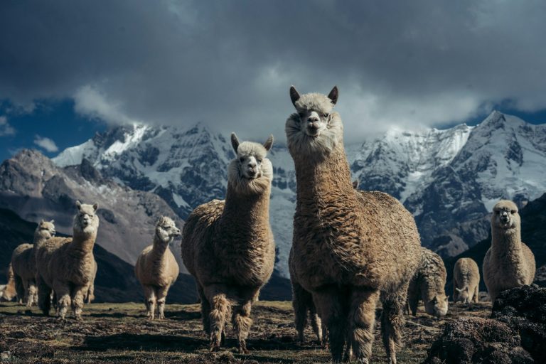 Warum Alpakawolle so warm ist Alpakas stehen in einer Landschaft vor schneebedeckten Bergen unter einem bewölkten Himmel.