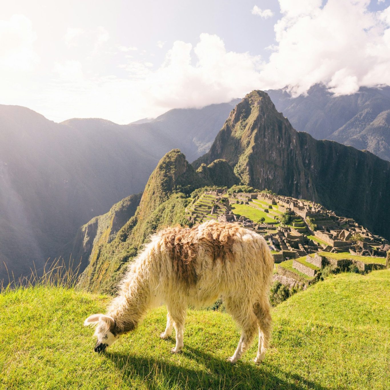 Alpaka in Peru - Die Geschichte der Alpakawolle Lama grast mit Machu Picchu im Hintergrund und sonnigem Himmel.