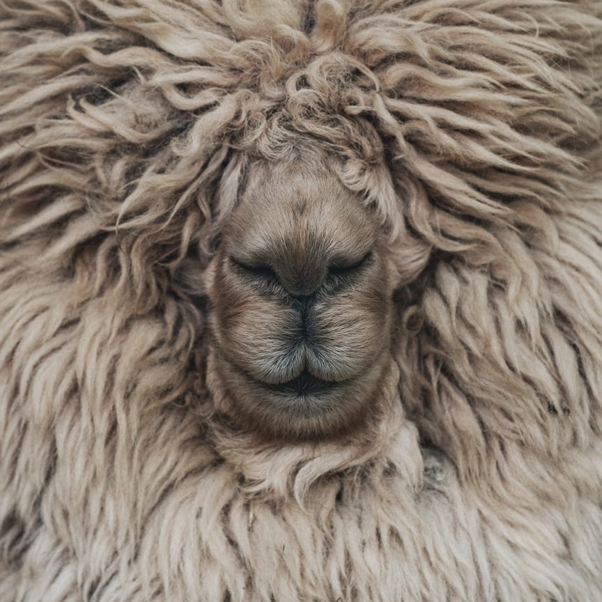 Alpaka - Alpaka Wolle Superfine Ein Hund mit langem, strubbeligem, braunem Fell und einem eindringlichen Blick.