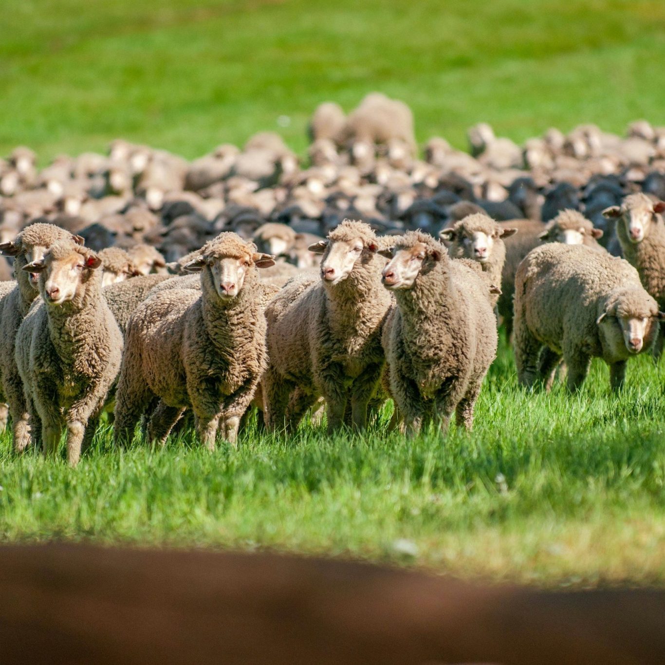 Merino Schafe - Alpaka oder Merino – Die wichtigsten Unterschiede Eine Herde von Merino-Schafen auf einer grünen Wiese.