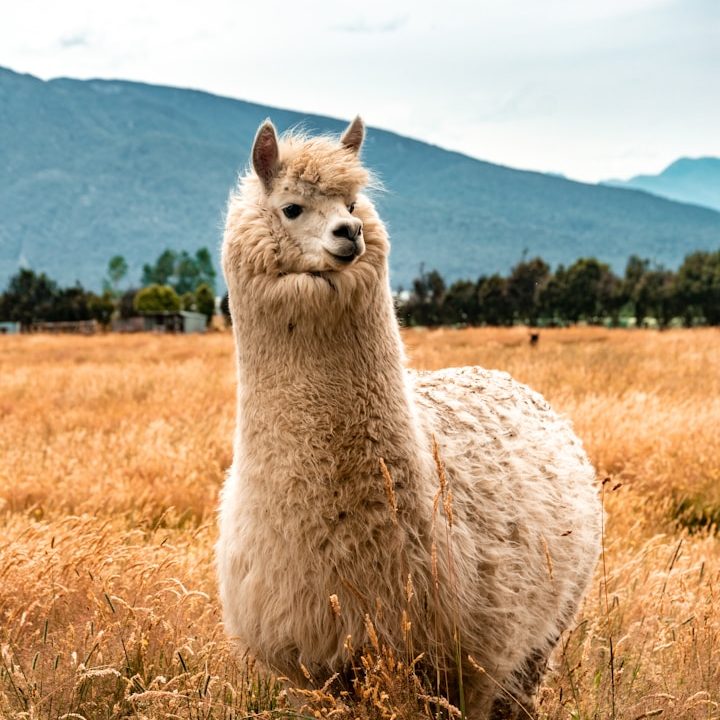 Alpaka - Alpaka oder Merino – Die wichtigsten Unterschiede Ein Alpaka steht in einem Feld mit grünem und braunem Gras vor einer Berglandschaft.