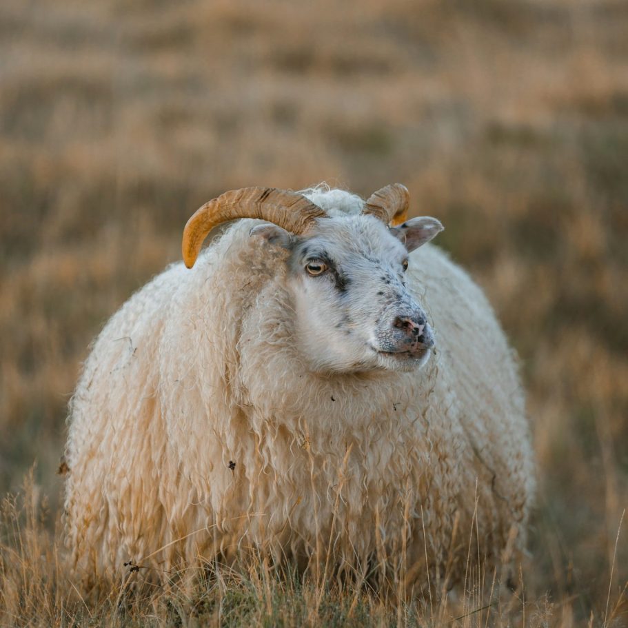 Kaschmirziege - Alpaka oder Kaschmir – Der große Vergleich Kaschmir Ziege mit weißen Wolle und Horn in einer grasbewachsenen Landschaft.